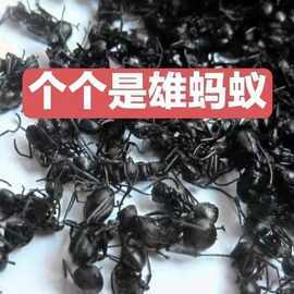 广西大黑蚂蚁干正品拟黑多刺蚁黑蚂蚁散装养生泡酒料食用精品