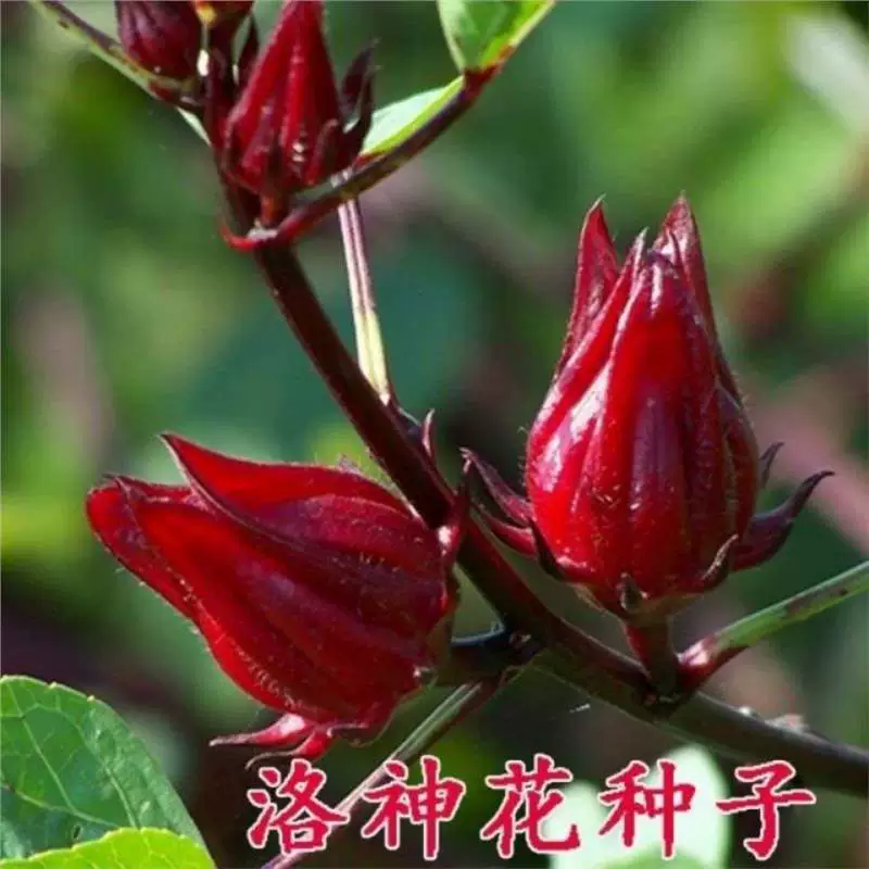 Семена розели, семена красного персика K, семена розели, семена овощей в горшках с цветами на балконе, легко выращиваются в любое время года.