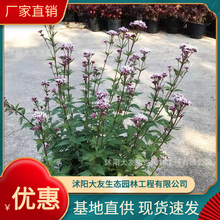 �������l �Ԯa���N�����~���m��  Ʒ�N�Rȫ���^�쾰���̾G����