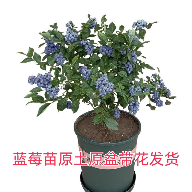 Blueberry Seedlings F6 Emerald, Double-Season Fruiting, Suitable for Planting in Both Northern and Southern Regions, Fruit Tree Seedlings in Original Pots and Soil, Shipped with Flowers Blueberry Seedlings F6 Emerald, Double-Season Fruiting, Suitable for Planting in Both Northern and Southern Regions, Fruit Tree Seedlings in Original Pots and Soil, Shipped with Flowers