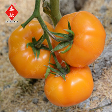 黃色大番茄種子 金圓寶 1000粒 大黃西紅柿子 特色水果西紅柿種籽