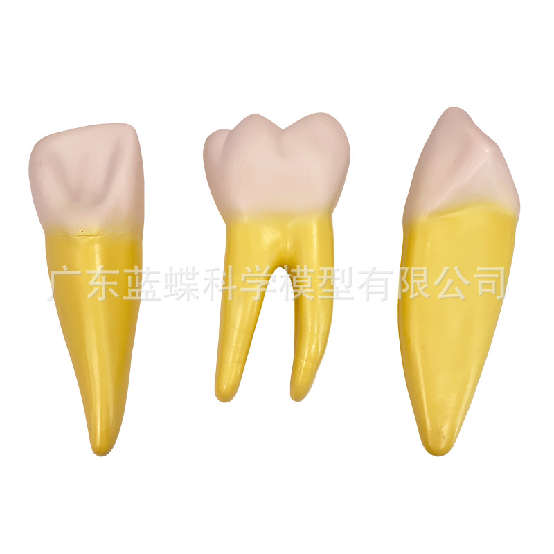 12���Ŵ���������ģ��������ʿɲ��ģ������������������ĥ��