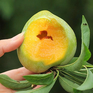 Gutian Yina Lizi Peach -форма Li Nai, сладкая и хрустящая кость, слива свежие фрукты оптом должны быть сезонными фруктами
