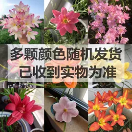 盆栽;种球;园林果树