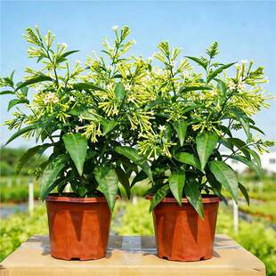 ҹ����������Ի����҃��̨��û��ܾGֲ�Ϙ���������ò����m��