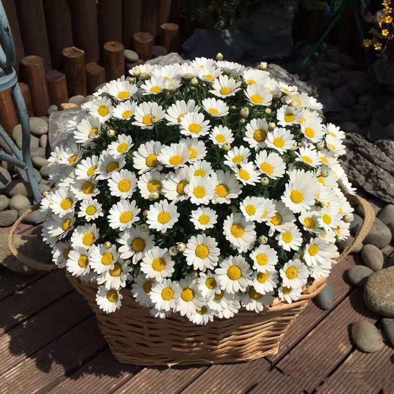 Semillas de flores, semillas de flores.