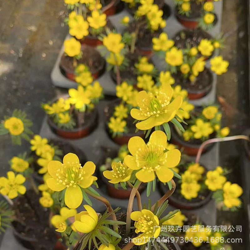 Зима Ту Квай Сорта цветов в горшке ранней весны Ранняя Весна Цветочные кровати Цветочные зеркала, украшенные зеленой посадкой Лесные подземные Цветочные материалы Hardy