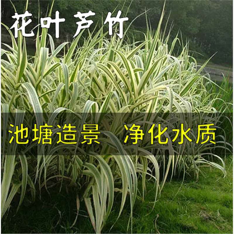 花叶芦竹 水生植物 浅水塘挺水 芦苇 净化水质工程 彩叶斑叶绿植
