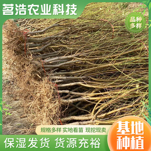 �Ҙ���ˮ��������޽ӵ�����Ʒ�N�Ҙ��� �Ϸ������Nֲ��ͮ�Ҙ���