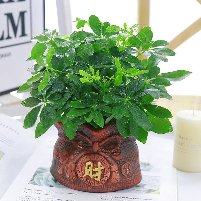 행운나무 4그루 25-30cm + 돈주머니 세라믹 화분 + 영양액