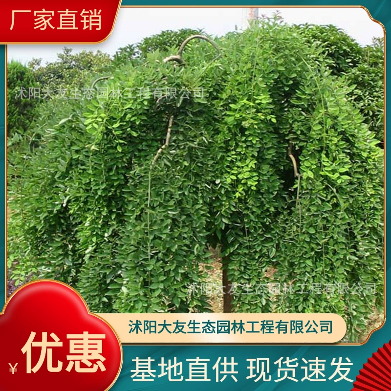 Базовые Оптовые саженцы саранчи собственного производства озеленение живописных мест дорога садовая техника озеленение саженцев