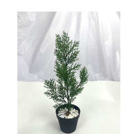 仿真植物侧柏树叶绿植柏树叶松针迎客松装饰摆放圣诞装饰柏树叶