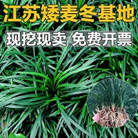 Карликовая трава Ophiopogon Jardine Ophiopogon Japonicus Карликовая трава Трава во дворе Трава Проект озеленения газонная трава