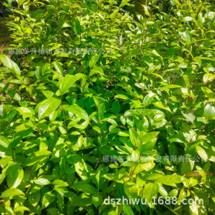 ����@��ֲ�� ��� ����� ꎲ� �z�� ����� �ٹ�֦���G��ľ����