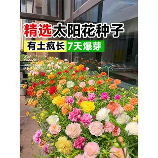 重瓣太阳花种孑小雏菊花种籽子室内外观花卉矮花花籽四季播种开花