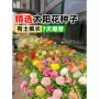 播种开花外观四季花籽