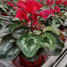 �ɿ́����Ի��� �}������ �ö��� ���� �ɶ��@�־G������ֲ��