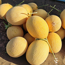 �½����������ܹ�������25̖�����۹Ϯ������r���ܹϬFժ�F�l6��