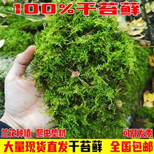 贵州深山干苔藓批发10斤水苔蝴蝶兰石斛乌龟运输冬眠青苔