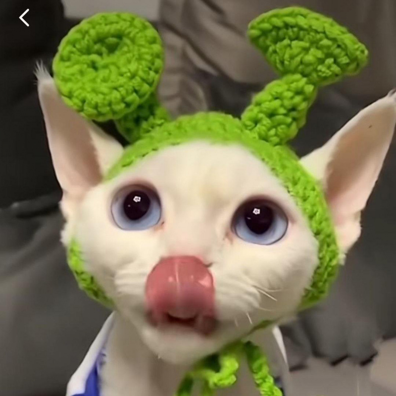 宠物头套猫咪狗狗编织帽子道具头饰搞笑变身服批发|undefined