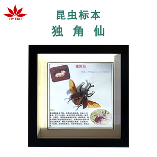 Insect Specimen Unicorn Specimen Real Insect Display Complete Details Red Leaf Teaching Instrument