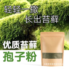 苔、植物の種子、吸水性、水石、鉢植え、岩盤、マイクロランドスケープ、胞子粉末、オールシーズン新鮮