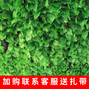 �������ٗl�����Gֲ����~�ܵ�����b��ټٻ����ϾG�~�ړ�