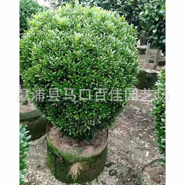 ȸ�������ӻ��СҶ�����򣬸߶�1�ס��۸�150-400