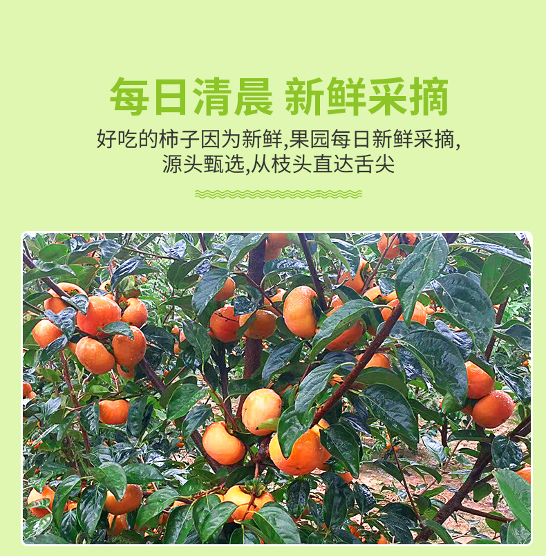 陕西脆甜柿子_08