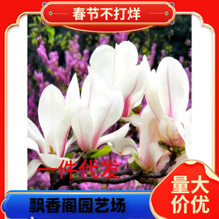 һ�����l���Ļ������ϱ����Nֲ�@�־G���簫�����m����������ֲ��