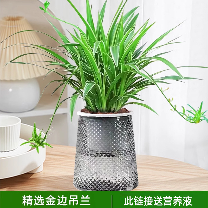 금연엽록소(별분지) + 영양액