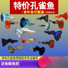 ��ȸ�~С�~�Ꭷ�~ȫ�N�������B�^�p�~С�͵�ˮ���R�~����~����