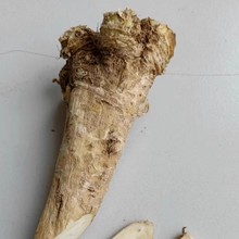 新鲜辣根horseradish山萝卜马萝卜500g 非日式芥末山葵新鲜芥末
