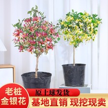 ���y������ʳ�Ø����ļ��������Ϙ�����ֲ���̨ͥԺ�Gֲ�S������