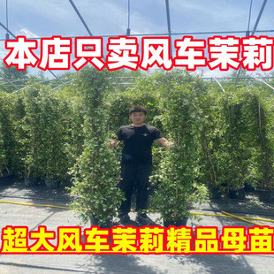 ���B�L܇���򻨻�ֲ��������jʯ�لe��ͥԺ�Gֲ�����Ϙ�