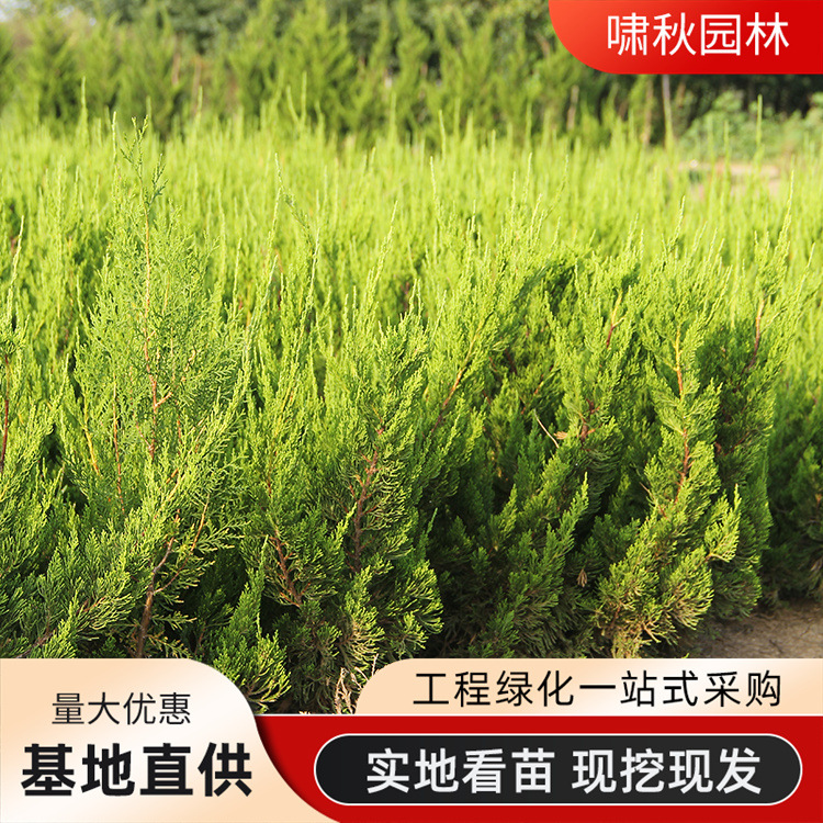 龙柏苗批发园林工程绿化苗木道路四季常青灌木刺柏红心柏珍珠柏
