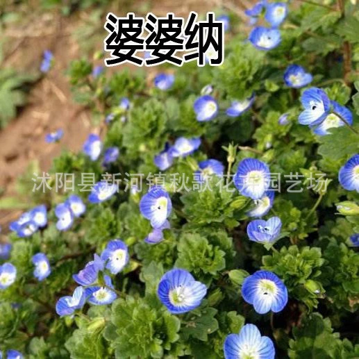 Почвопокровные семена Wapina цветы и растения семена цветов легко выращивать Многолетние цветы в горшках для внутреннего балкона хорошо продаются