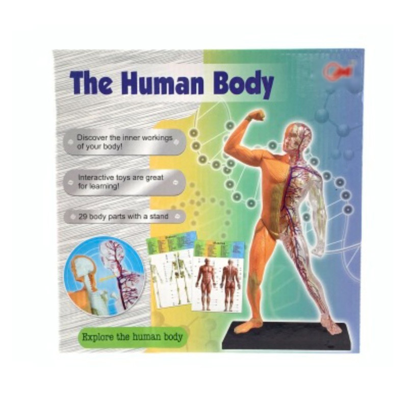 Qizhi Ciencia y Educación para niños modelo de esqueleto humano combinación de ensamblaje de juguete Cuerpo Humano esqueleto mod