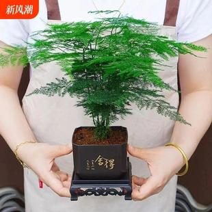 Medieval Style Asparagus Potted Plants Indoor Florals All Year Round Evergreen Bonsai Living Room Office Desktop Green Plants Easy to Maintain