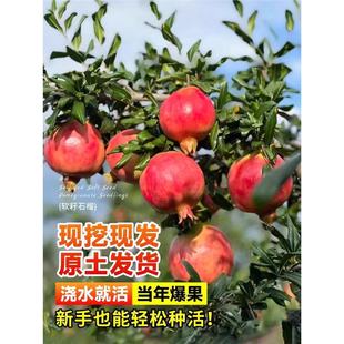 ͻ��˹ܛ��ʯ���������Ե����ļ�ͥԺ����o�����t��ʯ�����