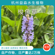 ����ˮ��ֲ�� ���~���^�~ֲ�� ˮ���������~��Ʒ�N�Rȫ�ɽӹ��̆�