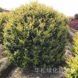 ��ɭŮؑ�����ͥԺ�ͺ��L�����ļ�������~�G�hֲ���ɭŮؑë��