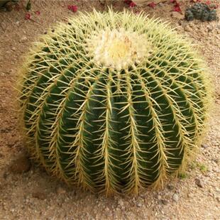 Large Golden Tiger Cactus Potted Indoor Succulent Plant Cactus Indoor Radiation-Proof Desktop Golden Tiger Cactus