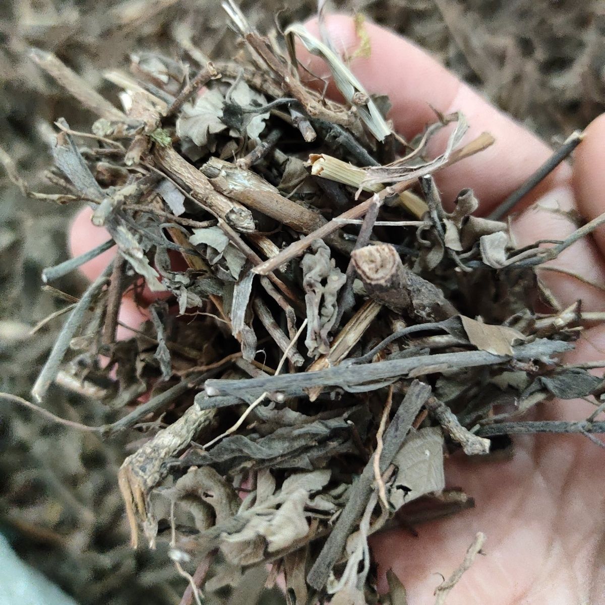 野生草药地罗珠 兰香草 子附莲 对对花 干品无提取500克-阿里巴巴