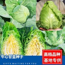 牛心甘蓝菜种子早熟蔬菜种籽四季播耐热农家菜籽卷心菜包菜种子