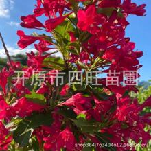 东北耐寒丛生 红王子锦带 四季锦带 扦插小苗产地批发价格