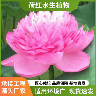 Pond Big Water Lily Fish Tank Water Lily Root Block with Buds Potted Hydroponic Flower Plant Courtyard Nap Lotus