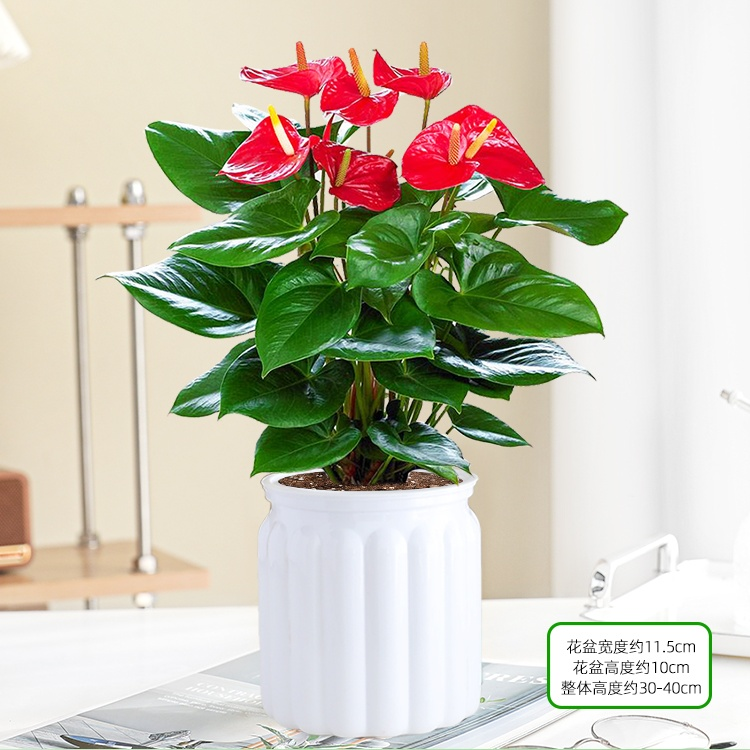 [인터넷 연예인 핫모델] 꽃이 달린 프리미엄 안스리움 + 화이트 티라미수 화분 + 영양액