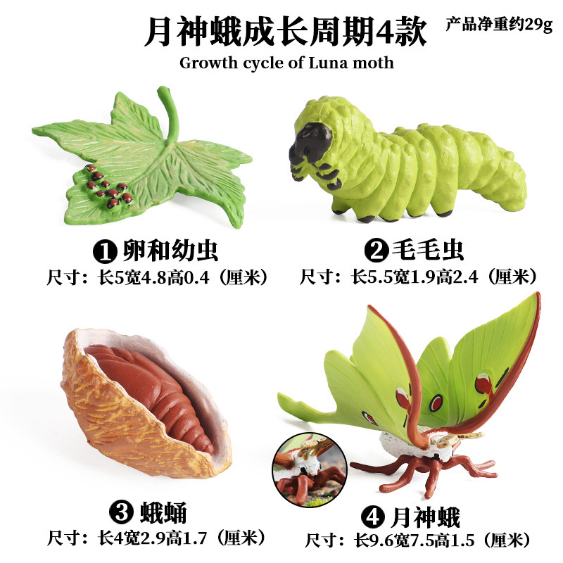 Moon God Moth growing cycle (4 sets)