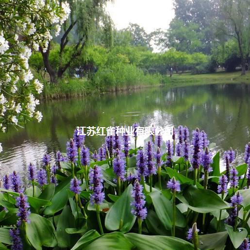 水生植物 再力花种子千屈菜 花叶芦竹香蒲芦苇水葱梭鱼草鸢尾种子